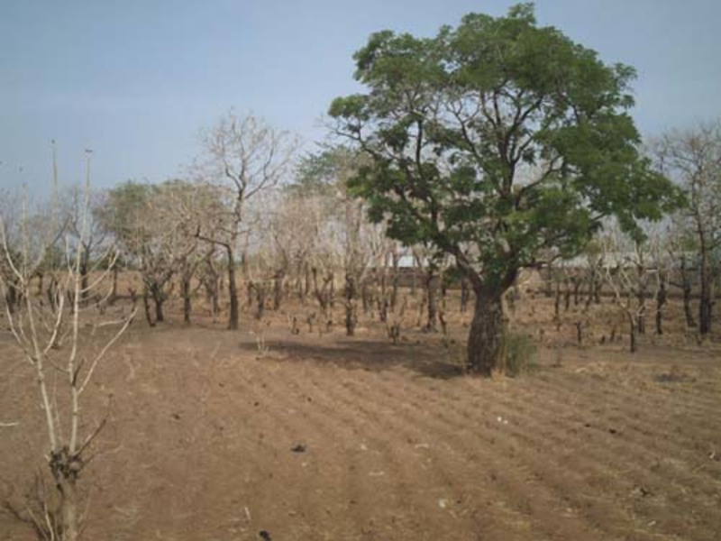 Aperçu du paysage de Mango...